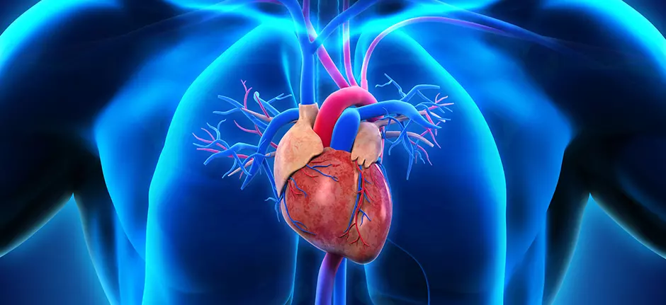 Novedad_Arritmias_cuando el corazon se agita Novedad_Arritmias_cuando el corazon se agita